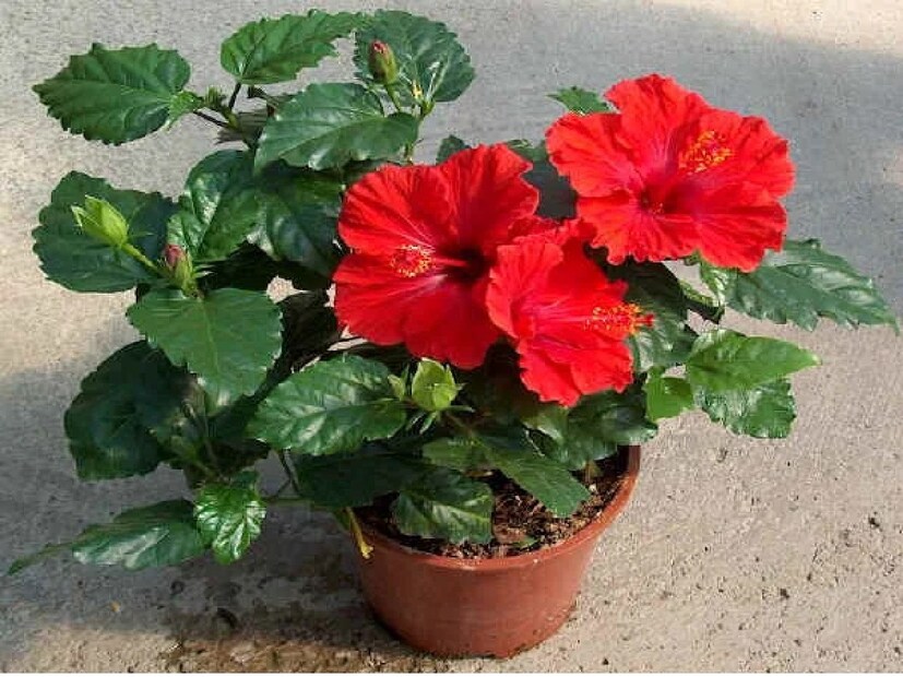  জবাগাছের পরিচর্যায় এ ছাড়াও প্রয়োজনীয় কিছু টিপসের মধ্যেে অন্যতম হল যে গাছ লাগানোর পর পরই কড়া রোদে রাখবেন না জবা গাছ৷   কিছু দিন ছায়ায় রেখে সইয়ে নিয়ে তার পর রোদে রাখুন জবার চারাগাছ৷