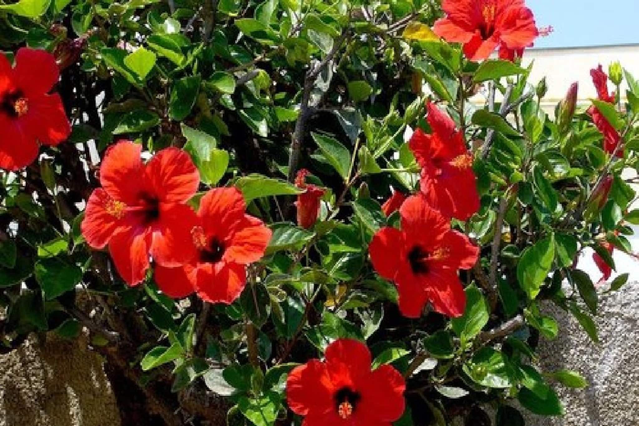 জবাগাছ ভরে যাবে গাদা গাদা ফুলে! শুধু দরকার রান্নাঘরের ফেলে দেওয়া এই দুই খোসা