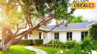 নিজের বাড়িতে ভুলেও রোপণ করবেন না এই ৫টি গাছ!