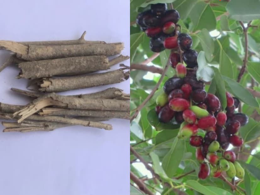 এখন প্রশ্ন কী এই বেগুনী কাঠ বা কোন গাছের কাঠ এটি? আসলে এটি জাম ফলের গাছের কাঠ। যাকে আমরা কালো জাম বলে থাকি। এই গাছের বৈশিষ্ট্য হল এই গাছের কাঠ জলে পচে না। তাই প্রাচীনকাল থেকেই নৌকা তৈরিতে এর প্রচলন ছিল।
