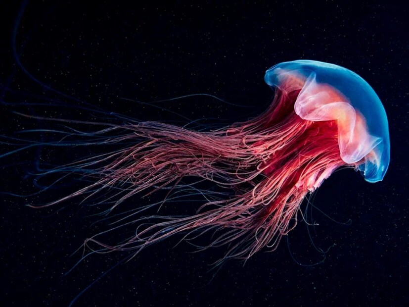 **জেলিফিশ (Jellyfish)**  এদের বয়স **৫০০-৭০০ মিলিয়ন (৫০-৭০ কোটি) বছর** বলে মনে করা হয়। এদের কোনও হাড়, হৃদপিণ্ড বা মস্তিষ্ক নেই, তবুও পরিবেশের সঙ্গে খাপ খাইয়ে নিয়ে বেঁচে আছে। অনেক প্রজাতির জেলিফিশ বিলুপ্ত হয়ে গেলেও এরা এখনো পৃথিবীতে রয়ে গিয়েছে। এদের বৈজ্ঞানিক নাম **Medusozoa**।  
