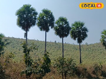 তাল