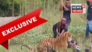 বনকর্মীকে আক্রমণ বাঘের, লাঠি নিয়ে পাল্টা আক্রমণ রয়্যাল বেঙ্গলকে৷ ছবি- অর্পণ মণ্ডল৷