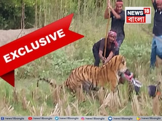 বনকর্মীকে আক্রমণ বাঘের, লাঠি নিয়ে পাল্টা আক্রমণ রয়্যাল বেঙ্গলকে৷ ছবি- অর্পণ মণ্ডল৷