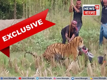 বনকর্মীকে আক্রমণ বাঘের, লাঠি নিয়ে পাল্টা আক্রমণ রয়্যাল বেঙ্গলকে৷ ছবি- অর্পণ মণ্ডল৷