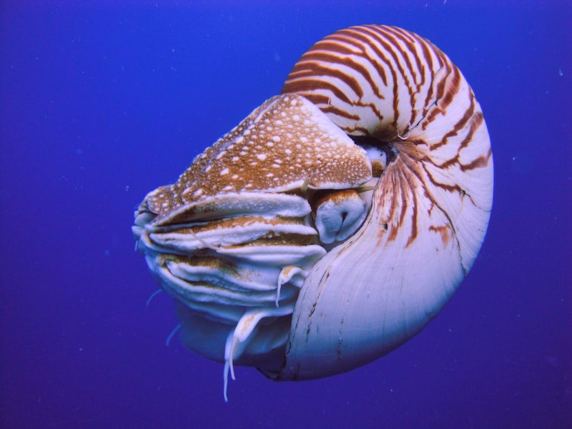 **নটিলাস (Nautilus)**  এর বৈজ্ঞানিক নাম **Nautilidae**। এটি সমুদ্রের গভীরে বসবাসকারী একটি প্রাণী, যাকে 'জীবন্ত জীবাশ্ম' বলা হয়। গোলাকার খোলের মধ্যে এটি বাস করে। এটি **৫০ কোটি বছর** ধরে টিকে আছে এবং প্রাচীন বিলুপ্ত **অ্যামোনাইটস (Ammonites)**-এর জীবন্ত সাক্ষ্য বহন করছে।  
