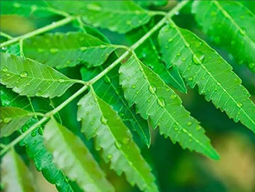 প্রশ্ন ৩ - নিম পাতা ব্যবহার করে মশা তাড়ানোর উপায় কী?উত্তর ৩ - এক মুঠো শুকনো নিম পাতা নিন, ২ থেকে ৩টি তেজপাতা যোগ করুন, কয়েকটি কর্পূর বীজ, লবঙ্গ এবং প্রায় ২ চা চামচ সর্ষের তেল যোগ করুন এবং আগুন ধরিয়ে দিন। এই আগুন জ্বলতে দাও। এর ধোঁয়া সব মশা তাড়িয়ে দেবে।