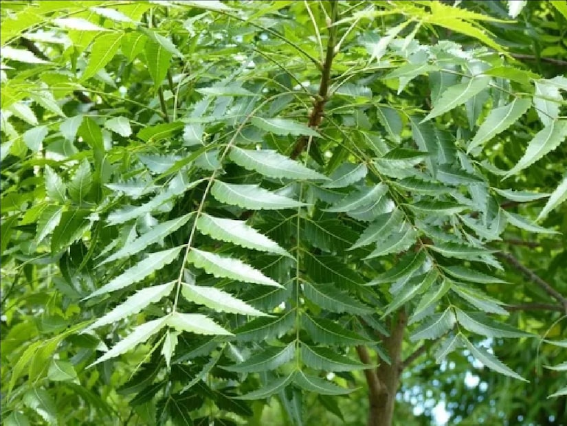 *মানুষের ব্যস্ততা বেড়েছে। পাল্লা দিয়ে বেড়েছে রোগভোগ। ঘরে ঘরে এখন ডায়াবেটিসের রোগী। ওষুধ ছাড়া এক মুহূর্ত চলে না। চিকিৎসকরা বলেন, ডায়াবেটিস হল 'সাইলেন্ট কিলার'। এ থেকে অনেক প্রাণঘাতী রোগ হতে পারে।