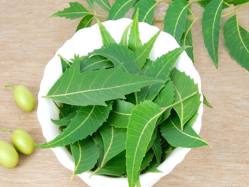 *যাই হোক, আয়ুষ চিকিৎসক এই প্রসঙ্গে সাবধান করে দিয়ে বলেছেন যে, নিম পাতা বা নিমের নির্যাস ব্যবহার করার আগে অবশ্যই ডাক্তারের সঙ্গে পরামর্শ করতে হবে। কারণ প্রত্যেক গর্ভবতী নারীর শারীরিক অবস্থা এক রকম নয়। অতএব, শুধুমাত্র ডাক্তারের পরামর্শেই এর ব্যবহার করা উচিত। সংগৃহীত ছবি। 
