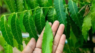 সত্যিই কি নিম পাতা চিবিয়ে ব্লাড সুগার লেভেল নিয়ন্ত্রণ করা যায়? জানুন ডায়াবেটিস রোগীদের কখন, কতগুলি পাতা খেতে হবে...