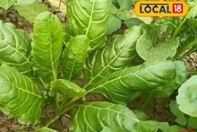 ইউরোপের জনপ্রিয় সবজি! মালদহে সফল চাষ করে নজির ভাস্করের