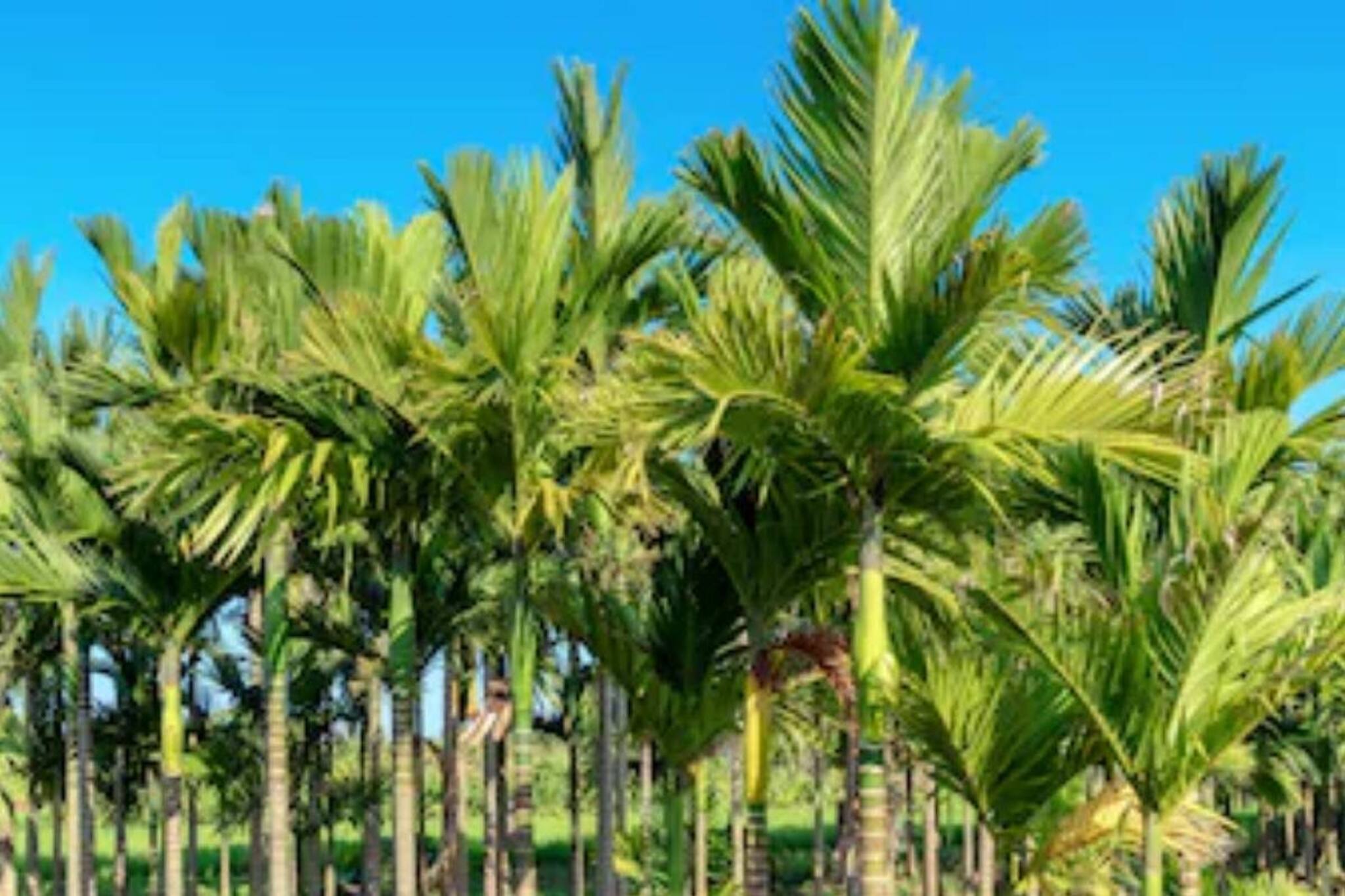 বিঘার পর বিঘা বাগান! ধান ছেড়ে সুপারি চাষে জোর