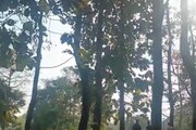 গাছের ভিতর থেকে বেরিয়ে কার হাত? আতঙ্ক গোটা গ্রামে