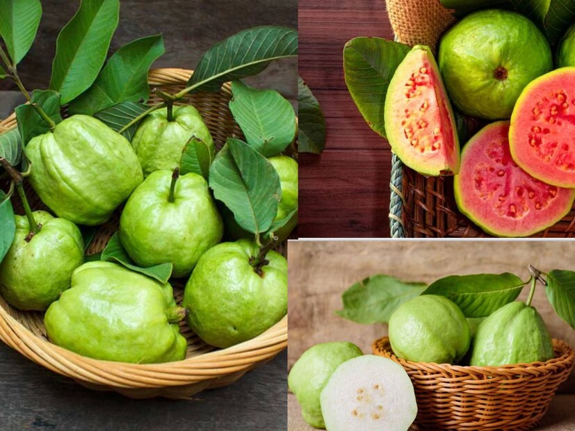 বাংলার যা আবহাওয়া, সেখানে পেয়ারা পাওয়া যায় সারা বছরই৷ বর্ষায় পেয়ারার একরকম স্বাদ, তো শীতে অন্যরকম৷ বাজারে এখন ঢেলে বিক্রি হচ্ছে সাদা ও লাল পেয়ারা৷ সস্তায় পুষ্টিকর হলেও এই ফল খাওয়া নিষেধ অনেকের জন্যই৷