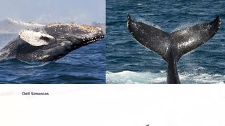 ডিঙি নৌকো সমেত আদ্রিয়ানকে গিলে নিল দৈত্যাকার হাম্পব্যাক হোয়েল