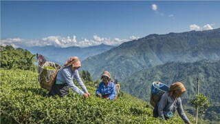 উত্তরবঙ্গের চা বাগান। সংগৃহীত ছবি। 