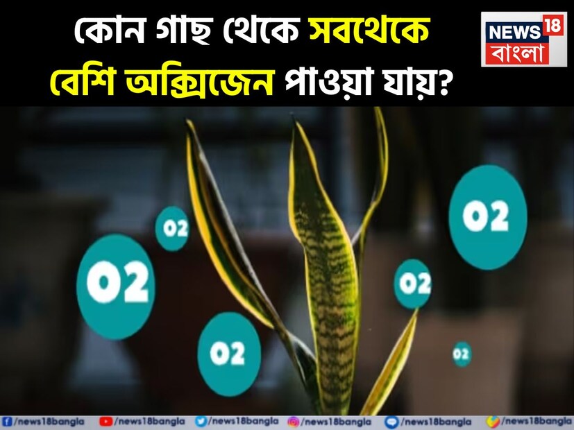 আমাদের বেঁচে থাকার জন্য অক্সিজেন অপরিহার্য। আর এই অক্সিজেন আমরা পেয়ে থেকে গাছ থেকে। কিন্তু বলুন তো দেখি, কোন গাছ থেকে সবথেকে বেশি অক্সিজেন পাওয়া যায়।