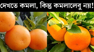 কমলা রং, গোল, কিন্তু কমলালেবু নয়! কমলালেবুর মতো দেখতে অন‍্য একটি ফলে ছেয়েছে বাজার, জানেন এটি কোন ফল? চেনার উপায় দেখে নিন