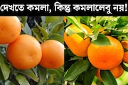 কমলালেবুর মতো দেখতে অন‍্য একটি ফলে ছেয়েছে বাজার, জানেন এটি কোন ফল? চেনার উপায় দেখে নিন