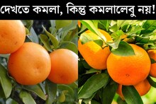 কমলালেবুর মতো দেখতে অন‍্য একটি ফলে ছেয়েছে বাজার, জানেন এটি কোন ফল? চেনার উপায় দেখে নিন