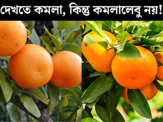 কমলা রং, গোল, কিন্তু কমলালেবু নয়! কমলালেবুর মতো দেখতে অন‍্য একটি ফলে ছেয়েছে বাজার, জানেন এটি কোন ফল? চেনার উপায় দেখে নিন