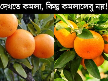 কমলা রং, গোল, কিন্তু কমলালেবু নয়! কমলালেবুর মতো দেখতে অন‍্য একটি ফলে ছেয়েছে বাজার, জানেন এটি কোন ফল? চেনার উপায় দেখে নিন