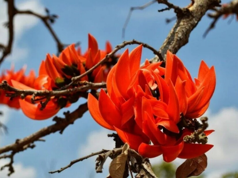 ঝাড়খণ্ড রাজ্যে, পলাশ লোক ঐতিহ্যের সাথে জড়িত। অনেক লোকসাহিত্যিক অভিব্যক্তি পলাশকে বনের আগুন বলে বর্ণনা করে। উত্তর প্রদেশে পলাশ ঐতিহ্যের সঙ্গে জড়িত। 