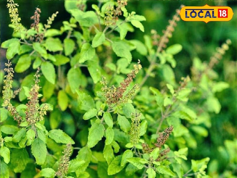 *কিন্তু, হলুদ দাঁত পরিষ্কার করার কিছু ঘরোয়া উপায় অবলম্বন করে যে কেউ নিজেদের দাঁতকে আবার মুক্তোর মতো চকচকে করতে পারে। এর জন্য কাউকে কোনও ডাক্তারের কাছে বা কোনও ক্লিনিকে যেতে হবে না। এর জন্য কাউকে বিশেষ কোনও পরিশ্রমও করতে হবে না। শুধু একটি গাছের পাতাই এমন সকল সমস্যার সমাধান করতে পারে। সংগৃহীত ছবি। 
