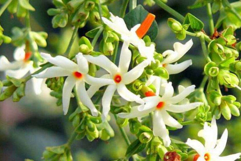 পশ্চিমবঙ্গের রাজ্য ফুলের নাম হল শিউলি ফুল। অনেকে শেফালি ফুলও বলে থাকে। এর ইংরেজি নাম Night Flowering Jasmine। শিউলি ফুলের বৈজ্ঞানিক নাম নিকটেন্থিস  অর্বোর ট্রিসটিস (Nyctanthes arbor-tristis)।