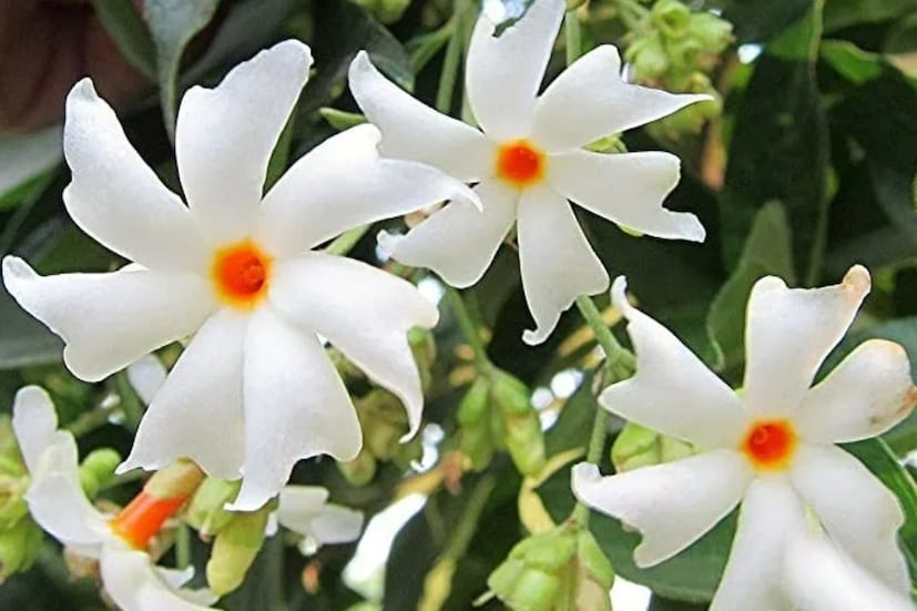 ম্যালেরিয়া, ঠান্ডা লাগা, কাশি, হাল্কা জ্বর, আর্থারাইটিস, কৃমির সমস্যায় শিউলি পাতার রস খুবই উপকারি। শিউলি ফুলের বীজ মাথার খুশকি নিরাময়ে খুবই উপযোগী। পশ্চিমবঙ্গের পাশাপাশি বাংলাদেশ, নেপাল, ভূটান, পাকিস্তানে শিউলি ফুল দেখা যায়।