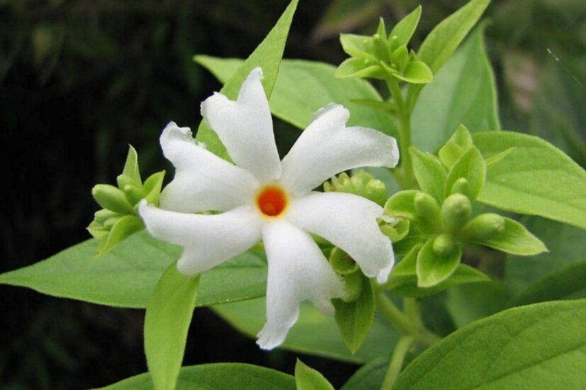 রাতে শিউলি ফুল ফোটার কারমে এর রং সাদা হয়। সকাল হতেই েই ফুল ঝড়ে যায়। শরৎ কালে সবথেকে বেশি শিউলি ফুল ফোটে। তাছাড়া সারাবছর কম বেশি শিউলি ফুল ফোটে। শিইলি ফুল ও পাতার নানা ঔষধী গুন রয়েছে।