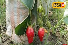 সুন্দরবনে স্ট্রবেরি চাষ! এভাবে লাভের দিশা দেখাচ্ছেন এই ‌যুবক