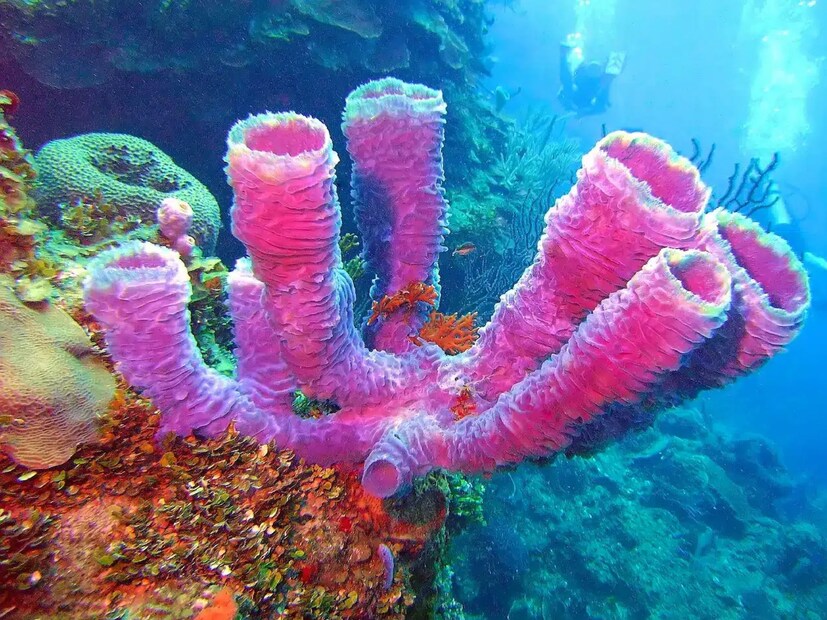 **স্পঞ্জ (Sponge)**  এর বৈজ্ঞানিক নাম **Porifera**। এটি পৃথিবীর অন্যতম প্রাচীন বহুকোষী প্রাণী। প্রায় **৬০০ মিলিয়ন (৬০ কোটি) বছর** ধরে এরা টিকে রয়েছে। এদের দেহগঠন অত্যন্ত সরল। এরা জল পরিশোধন করে এবং সামুদ্রিক অন্যান্য প্রাণীদের বেঁচে থাকার জন্য উপযুক্ত পরিবেশ তৈরি করে।  