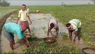 জল থেকে ছেঁকে তুলতে হচ্ছে আলু!শিলাবৃষ্টির পর মাথায় হাত কৃষকদের