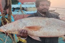জালে টান পড়তেই উল্লাস! জোড়া দানবের দামে রাতারাতি বড়লোক মৎস্যজীবী! দাম জানলে চোখ কপালে উঠবে