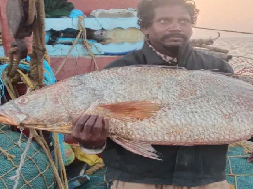 এই মাছগুলি আসলে পূর্ব মেদিনীপুর জেলার ট্রলার মালিক মিহির কুমার ভূঁইয়ার। কারণ তাঁরই ট্রলারে ধরা পড়ে এই মাছটি। তেলিয়া ভোলার পটকা ঔষধিগুণ সম্পন্ন। দামি ওষুধ তৈরিতে ব্যাপক চাহিদা রয়েছে। এই মাছ মূলত বিদেশেই পাঠানো হয়ে থাকে। তবে এক্ষেত্রে ওজন কম হওয়ায় দাম কিছুটা কম হয়েছে। Representative Image 