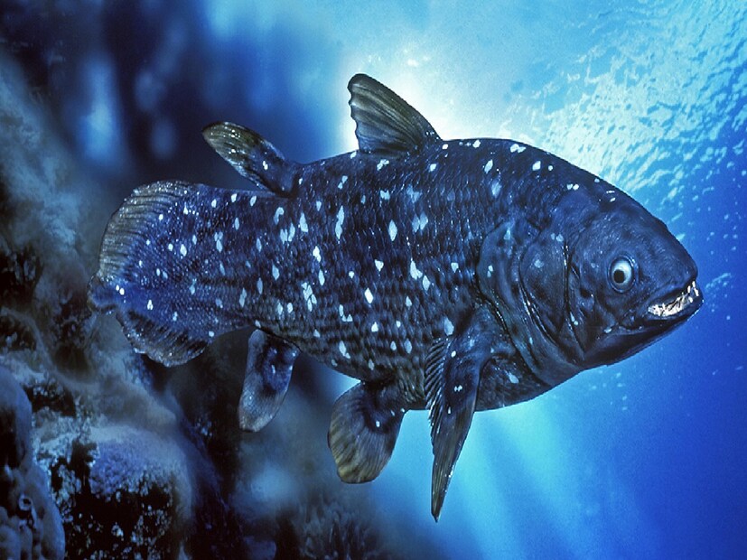 **সিলাকান্ত (Coelacanth)**  একসময় মনে করা হত, এটি **৬৫ মিলিয়ন (৬.৫ কোটি) বছর আগে** বিলুপ্ত হয়ে গিয়েছে। কিন্তু **১৯৩৮ সালে** এটি আবার দেখা যায়, যা বিজ্ঞানীদের অবাক করে দেয়। এটি গভীর সমুদ্রে বাস করে, এবং এর গিল primitive প্রাণীদের বাহুর মতো দেখতে। এটি জলজ প্রাণী থেকে স্থলজ প্রাণীতে রূপান্তরের প্রমাণ বহন করে। এর বৈজ্ঞানিক নাম **Latimeria**।  