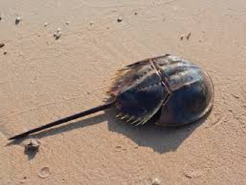 **হর্সশু ক্র্যাব (Horseshoe Crab)**  এর বৈজ্ঞানিক নাম **Limulidae**। এটি পৃথিবীতে **৪৫০ মিলিয়ন (৪৫ কোটি) বছর** ধরে বেঁচে আছে। আশ্চর্যের বিষয়, এদের রক্তের রঙ **নীল**! কারণ এতে প্রচুর **তামা (Copper)** আছে। চিকিৎসা ক্ষেত্রে এর রক্ত ব্যবহার করা হয়, বিশেষত **ভ্যাকসিন ও চিকিৎসা সরঞ্জামের জীবাণু শনাক্তকরণের জন্য**।  