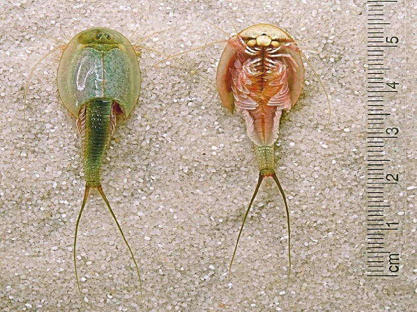 **ট্রাইঅপস (Triops)**  এর বৈজ্ঞানিক নাম **Triops concriformis**। এদের বলা হয় **'ট্যাডপোল শ্রিম্প' (Tadpole Shrimp)**। আশ্চর্যের বিষয়, **৩ কোটি বছর** ধরে এরা একেবারেই পরিবর্তিত হয়নি! এদের ডিম যে কোনও প্রতিকূল পরিবেশ সহ্য করতে পারে, এবং আবহাওয়া অনুকূল হলে আবার ফোটে। ফলে প্রচণ্ড প্রতিকূলতার মধ্যেও এরা টিকে থাকে।  