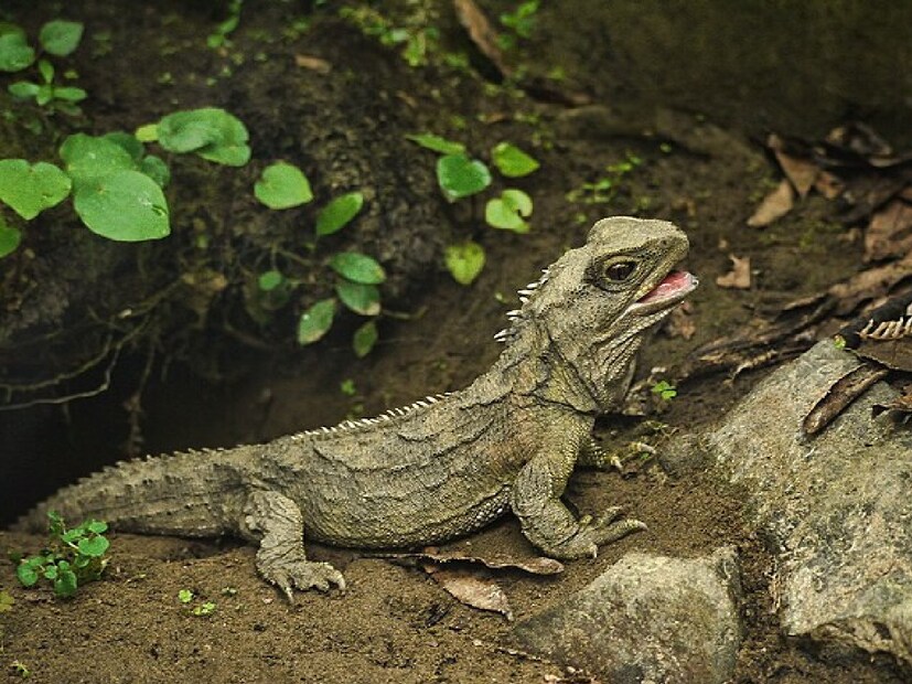 ### **তুয়াতারা (Tuatara)**  নিউজিল্যান্ডের এই সরীসৃপ প্রাণীটি প্রায় **২৫ কোটি বছর** ধরে পৃথিবীতে টিকে আছে। এটি বিশেষভাবে পরিচিত **'তৃতীয় চোখ' (Parietal Eye)** থাকার জন্য! ধারণা করা হয়, একসময় এটি শরীরের তাপমাত্রা নিয়ন্ত্রণের জন্য ব্যবহৃত হত। এর বৈজ্ঞানিক নাম **Sphenodon**।  