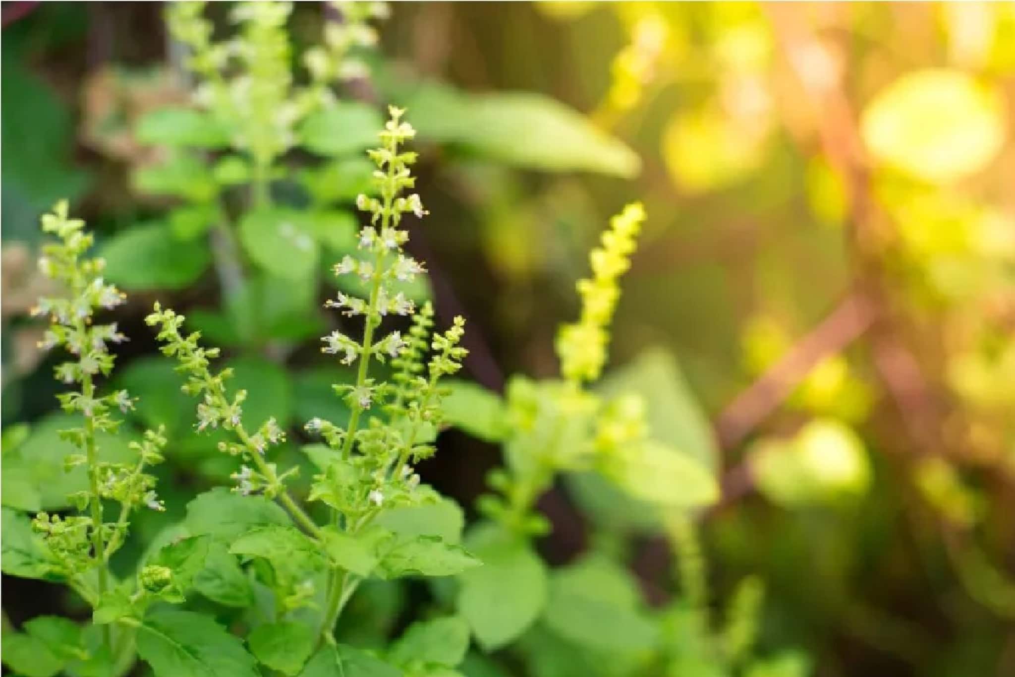 ভয়ঙ্কর বিপদ আসছে...! তুলসী-ই খুলবে পোড়া কপাল! ভুলেও করবেন না এই অনিয়ম, কাঙাল করে ছাড়বে