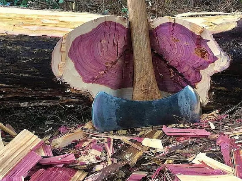 - কীভাবে কাজ করে এই কাঠ  জাম গাছের কাঠে রয়েছে ব্যাকটেরিয়া ও ফাঙ্গাস প্রতিরোধের বিশেষ ক্ষমতা। এটি ক্ষতিকারক জীবাণু ধ্বংস করে, ফলে ট্যাঙ্কের জল অনেক দিন পর্যন্ত পরিষ্কার থাকে।  