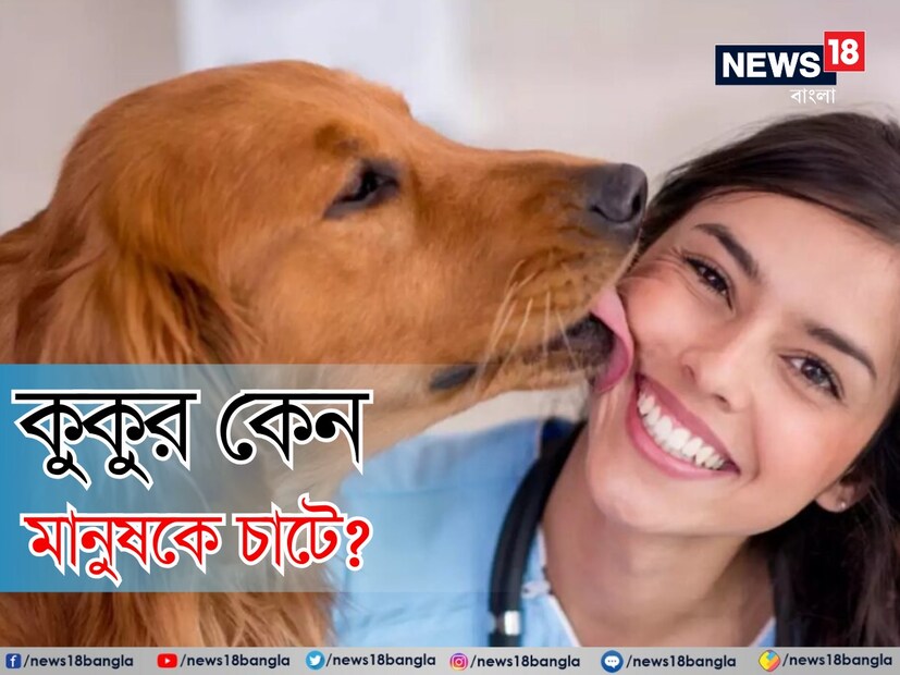  কুকুর যখন কোনও মানুষের দৃষ্টি আকর্ষণ করতে চায় বা তার দিকে মনোযোগ পেতে চায়, তখনও সে শরীর চাটতে পারে।