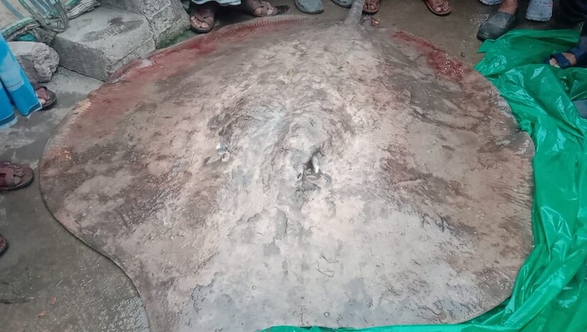 *মাছটি লম্বায় সাড়ে ৬ ফুট এবং সাড়ে ৪ ফুট চওড়া। মাছটির লেজ বেশ অনেকটাই বড় এবং ওজন ১৫৫ কেজি। মাছটির বাজারমূল্য প্রায় ৪০ হাজার টাকা। এই ধরনের মাছ সাধারণত সমুদ্রে থাকে।