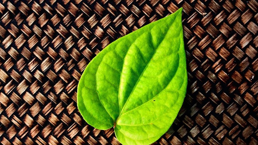 অনেক মানুষ উচ্চ ইউরিক অ্যাসিড দ্বারা সমস্যায় পড়ে এবং ইউরিক অ্যাসিড কমাতে ঘরোয়া প্রতিকার খুঁজছেন। পানপাতা এমন একটি ঘরোয়া উপকার, যা আয়ুর্বেদে অনেক ঔষধি গুণে পরিপূর্ণ বলে বিবেচিত হয়। 