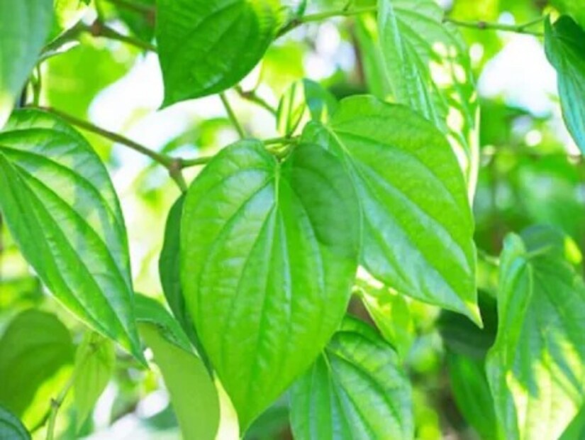 কিন্তু, পান কি সত্যিই ইউরিক অ্যাসিড কমাতে কার্যকর? যদি হ্যাঁ, তাহলে ইউরিক অ্যাসিড রোগীদের কীভাবে এটি ব্যবহার করা উচিত? আপনার যা জানা দরকার। বলছেন পুষ্টিবিদ অবনী কৌল।
