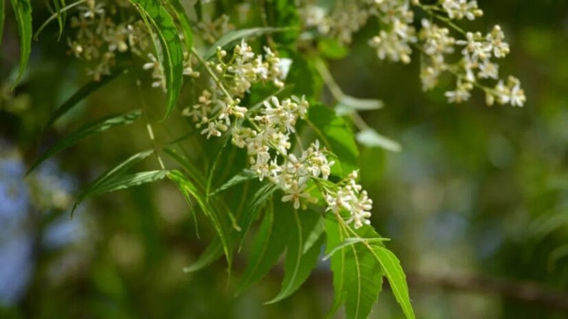  নিম-বেগুন খাওয়া স্বাস্থ্যের জন্য উপকারী। নিমের পাতায় অ্যান্টিসেপটিক, অ্যান্টিমাইক্রোবিয়াল, অ্যান্টি-ইচিং, নিরাময়, শরীরকে শীতল করার বৈশিষ্ট্য রয়েছে। অরুচি দূর করে বাড়ায় হজমশক্তি৷