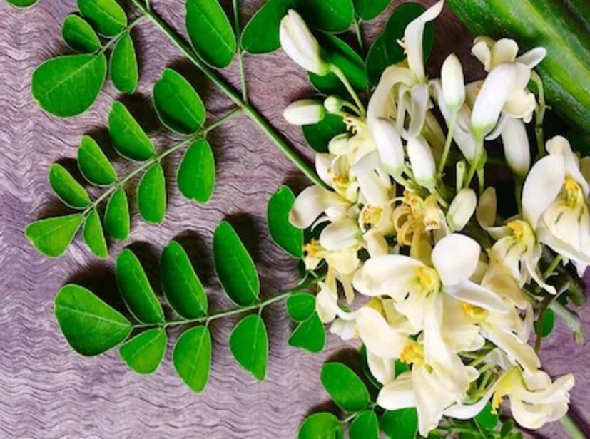 বিস্তৃত উপকারিতার জন্য পরিচিত, সজনেডাঁটা, সজনে ফুল এবং পাতা চিকেনপক্সের প্রাদুর্ভাব প্রতিরোধে সাহায্য করে বলে বিশ্বাস করা হয়। বসন্তকালে সজনেডাঁটা খাওয়ার পরামর্শ দেওয়া হয় কারণ এর রোগ প্রতিরোধ ক্ষমতা বৃদ্ধিকারী বৈশিষ্ট্যগুলি চিকেনপক্স এবং অন্যান্য বায়ুবাহিত রোগ থেকে রক্ষা করতে পারে।