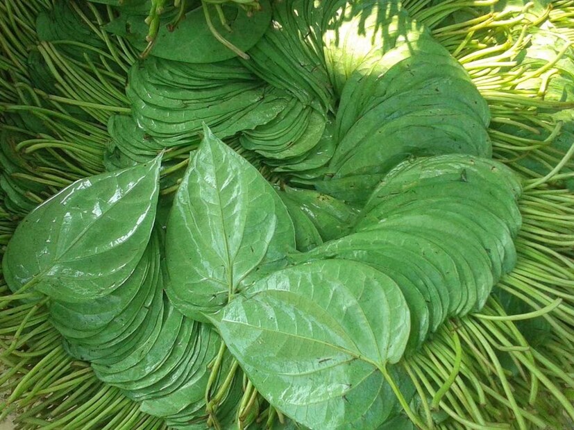 পানপাতার অ্যান্টিঅক্সিড্যান্টের গুণে হজমশক্তি বেড়ে যায়। পরিপাক মসৃণ হয়। গ্যাস, অম্বল-সহ বদহজমের সব সমস্যা দূর করে পানপাতা।