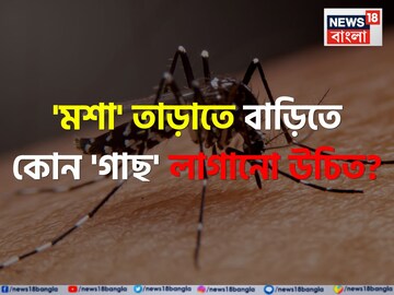 'মশা' তাড়াতে বাড়িতে কোন 'গাছ' লাগানো উচিত জানেন...? শুনলেই চমকাবেন 'নাম', শিওর!